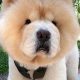 Adorable Teddy Bear Chow Puppies &amp; Dogs | Teddy Information – Everything You Need to Know About Teddy Bears