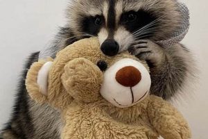 Cuddly Raccoon Teddy Bears: Plush & Adorable Teddy Information – Everything You Need to Know About Teddy Bears Cuddly Raccoon Teddy Bears: Plush & Adorable | Teddy Information – Everything You Need to Know About Teddy Bears