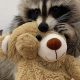 Cuddly Raccoon Teddy Bears: Plush & Adorable | Teddy Information – Everything You Need to Know About Teddy Bears
