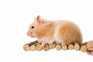 Find Teddy Bear Hamsters Near You Today! Teddy Information – Everything You Need to Know About Teddy Bears Find Teddy Bear Hamsters Near You Today! | Teddy Information – Everything You Need to Know About Teddy Bears