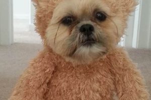 Adorable Dog Teddy Bear Outfits for Winter Teddy Information – Everything You Need to Know About Teddy Bears Adorable Dog Teddy Bear Outfits for Winter | Teddy Information – Everything You Need to Know About Teddy Bears