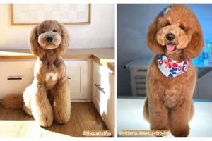 The Perfect Teddy Bear Cut for Doodles Guide Teddy Information – Everything You Need to Know About Teddy Bears The Perfect Teddy Bear Cut for Doodles Guide | Teddy Information – Everything You Need to Know About Teddy Bears
