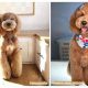 The Perfect Teddy Bear Cut for Doodles Guide | Teddy Information – Everything You Need to Know About Teddy Bears