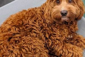 Adorable Teddy Bear Shaggy Goldendoodle Cuts Teddy Information – Everything You Need to Know About Teddy Bears Adorable Teddy Bear Shaggy Goldendoodle Cuts | Teddy Information – Everything You Need to Know About Teddy Bears