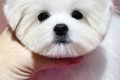 The Perfect Teddy Bear Cut for Your Maltese Teddy Information – Everything You Need to Know About Teddy Bears The Perfect Teddy Bear Cut for Your Maltese | Teddy Information – Everything You Need to Know About Teddy Bears