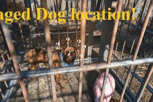 Fallout 4's Loyal Companion: Dogmeat's Guide Teddy Information – Everything You Need to Know About Teddy Bears Fallout 4's Loyal Companion: Dogmeat's Guide | Teddy Information – Everything You Need to Know About Teddy Bears