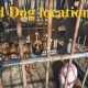 Fallout 4's Loyal Companion: Dogmeat's Guide | Teddy Information – Everything You Need to Know About Teddy Bears