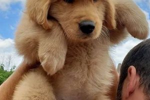 Adorable Teddy Bear Golden Retrievers: Cuteness Overload Teddy Information – Everything You Need to Know About Teddy Bears Adorable Teddy Bear Golden Retrievers: Cuteness Overload | Teddy Information – Everything You Need to Know About Teddy Bears