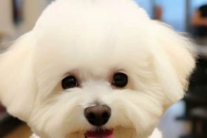 Adorable Teddy Bear Bichon Frise Haircuts Teddy Information – Everything You Need to Know About Teddy Bears Adorable Teddy Bear Bichon Frise Haircuts | Teddy Information – Everything You Need to Know About Teddy Bears