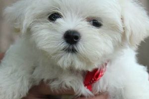 Adorable Maltese Teddy Bear Dog Grooming Styles Teddy Information – Everything You Need to Know About Teddy Bears Adorable Maltese Teddy Bear Dog Grooming Styles | Teddy Information – Everything You Need to Know About Teddy Bears