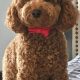 The Perfect Teddy Bear Cut for Your Miniature Poodle | Teddy Information – Everything You Need to Know About Teddy Bears