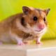Teddy Bear Hamster Lifespan: What to Expect | Teddy Information – Everything You Need to Know About Teddy Bears