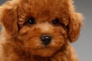 Adorable Dog Breeds with Teddy Bear Faces Teddy Information – Everything You Need to Know About Teddy Bears Adorable Dog Breeds with Teddy Bear Faces | Teddy Information – Everything You Need to Know About Teddy Bears