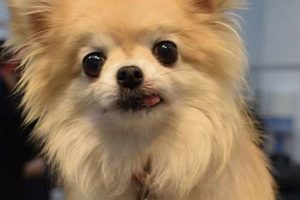 Adorable Long Haired Chihuahua Teddy Bear Cuts Teddy Information – Everything You Need to Know About Teddy Bears Adorable Long Haired Chihuahua Teddy Bear Cuts | Teddy Information – Everything You Need to Know About Teddy Bears