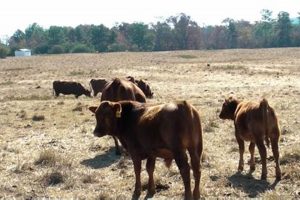 Premium Teddy Gentry Cattle: A Breed Apart Teddy Information – Everything You Need to Know About Teddy Bears Premium Teddy Gentry Cattle: A Breed Apart | Teddy Information – Everything You Need to Know About Teddy Bears