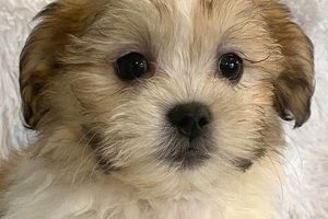 Adorable Teddy Bear Puppies for Sale in Sunny Florida Teddy Information – Everything You Need to Know About Teddy Bears Adorable Teddy Bear Puppies for Sale in Sunny Florida | Teddy Information – Everything You Need to Know About Teddy Bears