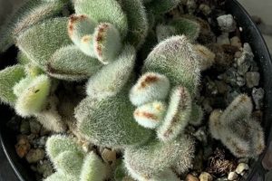 The Ultimate Guide to Teddy Bear Succulent Care Teddy Information – Everything You Need to Know About Teddy Bears The Ultimate Guide to Teddy Bear Succulent Care | Teddy Information – Everything You Need to Know About Teddy Bears