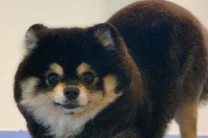 Adorable Black Pomeranian Teddy Bear Cut Styles Teddy Information – Everything You Need to Know About Teddy Bears Adorable Black Pomeranian Teddy Bear Cut Styles | Teddy Information – Everything You Need to Know About Teddy Bears