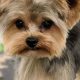 Adorable Teddy Bear Yorkie Cut Styles & Guide | Teddy Information – Everything You Need to Know About Teddy Bears