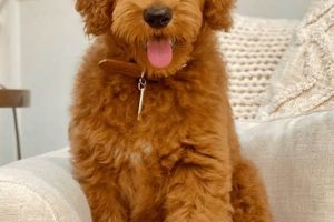 Adorable Medium Teddy Bear Goldendoodles: Cuddly Companions Teddy Information – Everything You Need to Know About Teddy Bears Adorable Medium Teddy Bear Goldendoodles: Cuddly Companions | Teddy Information – Everything You Need to Know About Teddy Bears