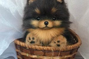 Cuddly Black Teddy Bear Dog Breed Guide Teddy Information – Everything You Need to Know About Teddy Bears Cuddly Black Teddy Bear Dog Breed Guide | Teddy Information – Everything You Need to Know About Teddy Bears