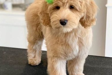 The Perfect Australian Labradoodle Teddy Bear Cut Guide Teddy Information – Everything You Need to Know About Teddy Bears The Perfect Australian Labradoodle Teddy Bear Cut Guide | Teddy Information – Everything You Need to Know About Teddy Bears
