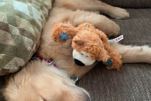My Guy & His Golden Teddy: A Heartwarming Story Teddy Information – Everything You Need to Know About Teddy Bears My Guy & His Golden Teddy: A Heartwarming Story | Teddy Information – Everything You Need to Know About Teddy Bears
