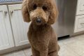 Adorable Poodle Teddy Bear Cuts & Styles Teddy Information – Everything You Need to Know About Teddy Bears Adorable Poodle Teddy Bear Cuts & Styles | Teddy Information – Everything You Need to Know About Teddy Bears