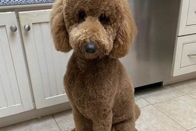 Adorable Poodle Teddy Bear Cuts & Styles Teddy Information – Everything You Need to Know About Teddy Bears Adorable Poodle Teddy Bear Cuts & Styles | Teddy Information – Everything You Need to Know About Teddy Bears
