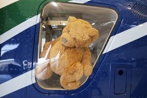 Safe & Secure Teddy Bear Transport Services Teddy Information – Everything You Need to Know About Teddy Bears Safe & Secure Teddy Bear Transport Services | Teddy Information – Everything You Need to Know About Teddy Bears
