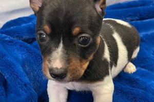 AKC Teddy Roosevelt Terrier Puppies For Sale Now! Teddy Information – Everything You Need to Know About Teddy Bears AKC Teddy Roosevelt Terrier Puppies For Sale Now! | Teddy Information – Everything You Need to Know About Teddy Bears