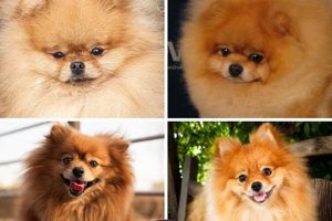 Adorable Teddy Bear Face Pomeranian Puppies Teddy Information – Everything You Need to Know About Teddy Bears Adorable Teddy Bear Face Pomeranian Puppies | Teddy Information – Everything You Need to Know About Teddy Bears