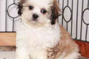 Adorable Teddy Bear Puppies for Sale in Sunny South Florida Teddy Information – Everything You Need to Know About Teddy Bears Adorable Teddy Bear Puppies for Sale in Sunny South Florida | Teddy Information – Everything You Need to Know About Teddy Bears