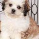 Adorable Teddy Bear Puppies for Sale in Sunny South Florida | Teddy Information – Everything You Need to Know About Teddy Bears