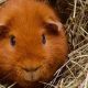 Adorable Teddy Guinea Pigs: Care & Breed Info | Teddy Information – Everything You Need to Know About Teddy Bears