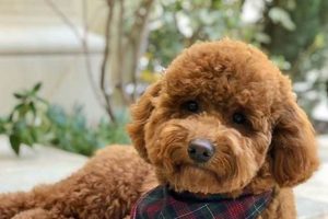 Adorable Miniature Poodle Teddy Bear Cuts & Styles Teddy Information – Everything You Need to Know About Teddy Bears Adorable Miniature Poodle Teddy Bear Cuts & Styles | Teddy Information – Everything You Need to Know About Teddy Bears