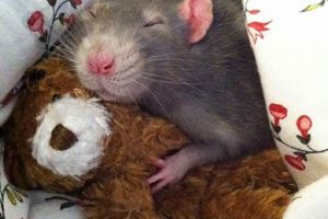 Adorable Rats Cuddling Teddy Bears: Sweet Dreams Teddy Information – Everything You Need to Know About Teddy Bears Adorable Rats Cuddling Teddy Bears: Sweet Dreams | Teddy Information – Everything You Need to Know About Teddy Bears