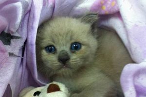 Adorable Teddy Kittens: Cuteness Overload Teddy Information – Everything You Need to Know About Teddy Bears Adorable Teddy Kittens: Cuteness Overload | Teddy Information – Everything You Need to Know About Teddy Bears