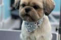 Adorable Female Shih Tzu Teddy Bear Cut Styles Teddy Information – Everything You Need to Know About Teddy Bears Adorable Female Shih Tzu Teddy Bear Cut Styles | Teddy Information – Everything You Need to Know About Teddy Bears