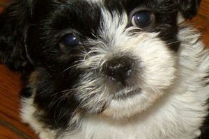 Adorable Teddy Bear Shih Tzu Bichon Mix Puppies Teddy Information – Everything You Need to Know About Teddy Bears Adorable Teddy Bear Shih Tzu Bichon Mix Puppies | Teddy Information – Everything You Need to Know About Teddy Bears