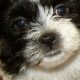 Adorable Teddy Bear Shih Tzu Bichon Mix Puppies | Teddy Information – Everything You Need to Know About Teddy Bears