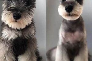Adorable Teddy Bear Schnauzer Cut Guide Teddy Information – Everything You Need to Know About Teddy Bears Adorable Teddy Bear Schnauzer Cut Guide | Teddy Information – Everything You Need to Know About Teddy Bears