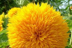 Growing Teddy Bear Sunflowers: Tips & Tricks Teddy Information – Everything You Need to Know About Teddy Bears Growing Teddy Bear Sunflowers: Tips & Tricks | Teddy Information – Everything You Need to Know About Teddy Bears