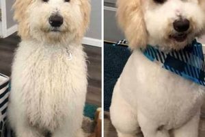 The Perfect Teddy Bear Cut for Aussiedoodles Teddy Information – Everything You Need to Know About Teddy Bears The Perfect Teddy Bear Cut for Aussiedoodles | Teddy Information – Everything You Need to Know About Teddy Bears