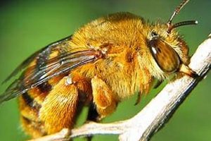 Meet the Adorable Teddy Bear Bee of Australia Teddy Information – Everything You Need to Know About Teddy Bears Meet the Adorable Teddy Bear Bee of Australia | Teddy Information – Everything You Need to Know About Teddy Bears