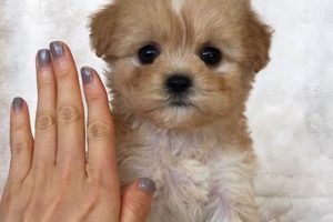 Teddy Bear Puppy Prices: Find Your Furry Friend Teddy Information – Everything You Need to Know About Teddy Bears Teddy Bear Puppy Prices: Find Your Furry Friend | Teddy Information – Everything You Need to Know About Teddy Bears