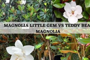 Best Teddy Bear vs. Little Gem Magnolia for You Teddy Information – Everything You Need to Know About Teddy Bears Best Teddy Bear vs. Little Gem Magnolia for You | Teddy Information – Everything You Need to Know About Teddy Bears