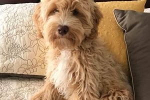 Adorable Teddy Bear Schnoodle Puppies for Sale Teddy Information – Everything You Need to Know About Teddy Bears Adorable Teddy Bear Schnoodle Puppies for Sale | Teddy Information – Everything You Need to Know About Teddy Bears