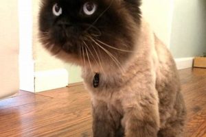 The Purrfect Teddy Bear Cut for Cats: A Guide Teddy Information – Everything You Need to Know About Teddy Bears The Purrfect Teddy Bear Cut for Cats: A Guide | Teddy Information – Everything You Need to Know About Teddy Bears
