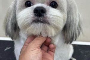 Adorable Black Shih Tzu Teddy Bear Cut Styles Teddy Information – Everything You Need to Know About Teddy Bears Adorable Black Shih Tzu Teddy Bear Cut Styles | Teddy Information – Everything You Need to Know About Teddy Bears